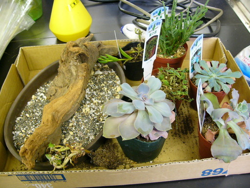 �H�����񁕃G�g�Z�g��