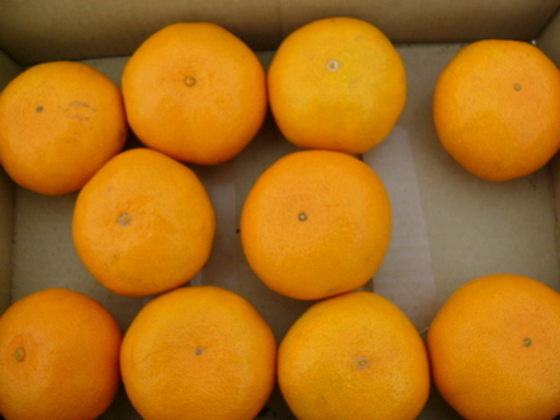 �H�����񁕃G�g�Z�g��