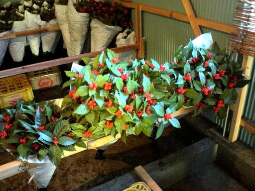 �H�����񁕃G�g�Z�g��