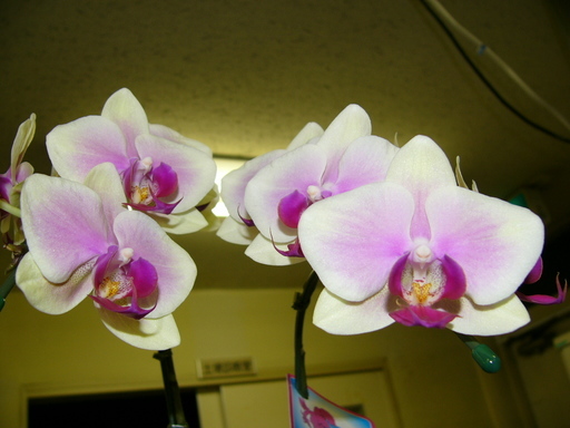 �H�����񁕃G�g�Z�g��