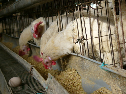 �H�����񁕃G�g�Z�g��