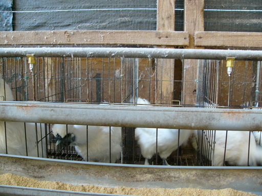 �H�����񁕃G�g�Z�g��