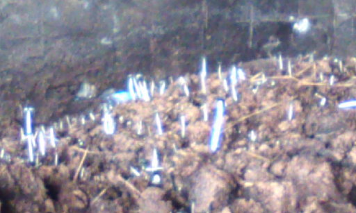 �H�����񁕃G�g�Z�g��