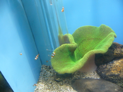 �H�����񁕃G�g�Z�g��