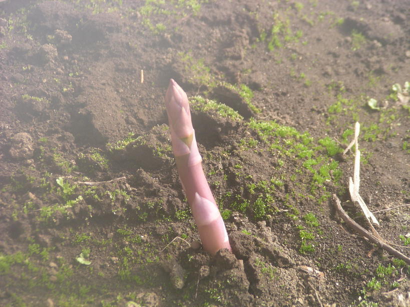 �H�����񁕃G�g�Z�g��