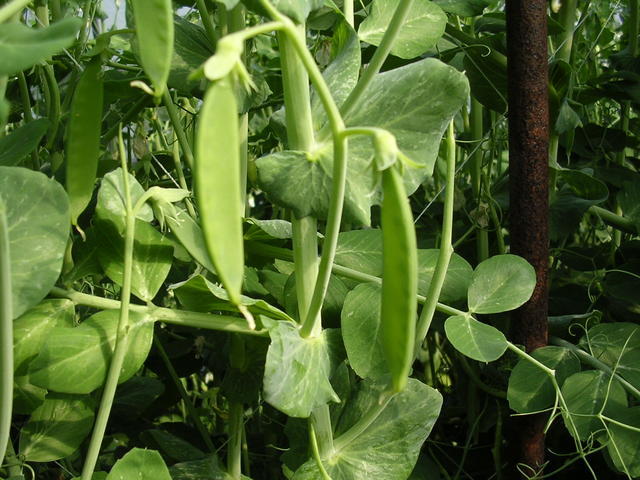 �H�����񁕃G�g�Z�g��