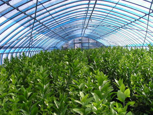 �H�����񁕃G�g�Z�g��