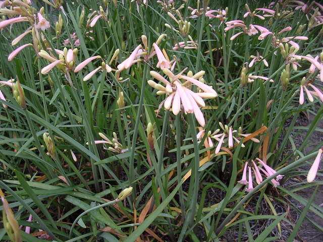 �H�����񁕃G�g�Z�g��