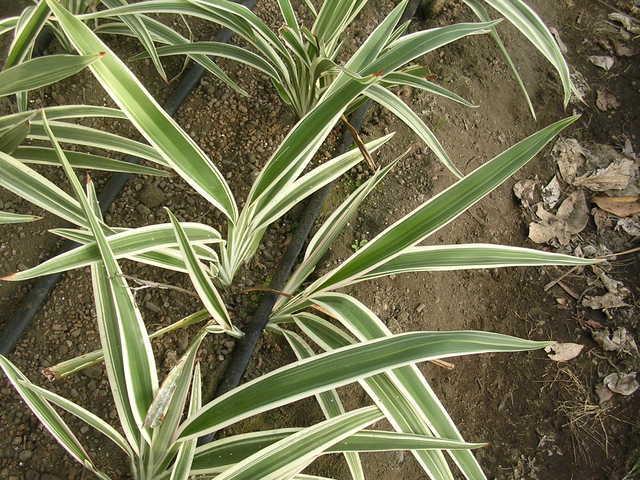 �H�����񁕃G�g�Z�g��