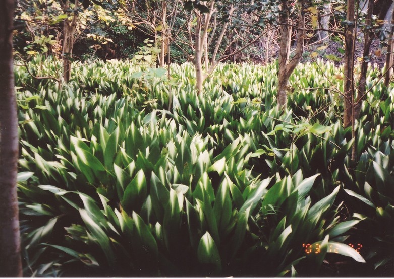 �H�����񁕃G�g�Z�g��