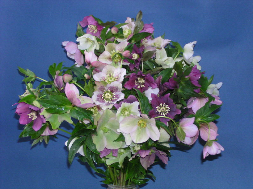 �H�����񁕃G�g�Z�g��