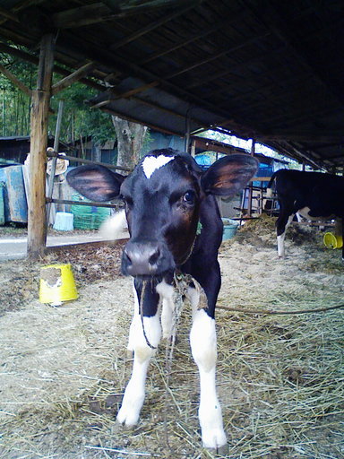 �H�����񁕃G�g�Z�g��