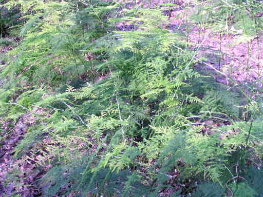 �H�����񁕃G�g�Z�g��