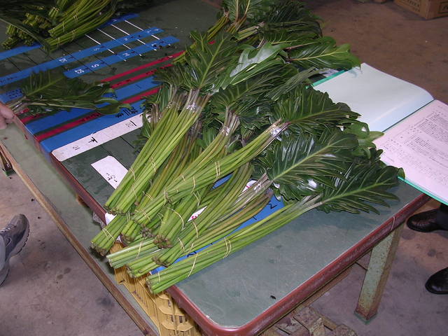 �H�����񁕃G�g�Z�g��