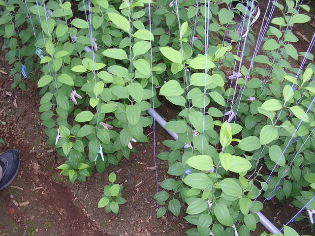 �H�����񁕃G�g�Z�g��