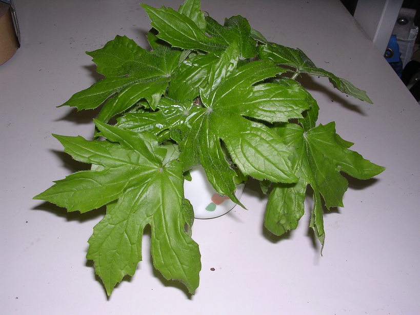 �H�����񁕃G�g�Z�g��