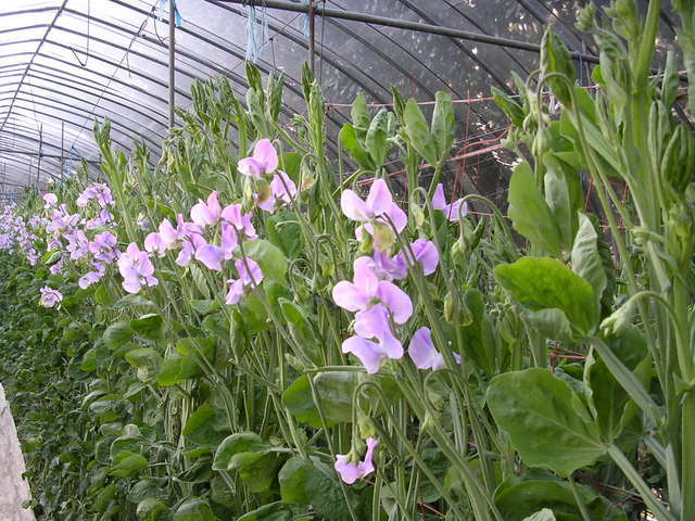 �H�����񁕃G�g�Z�g��