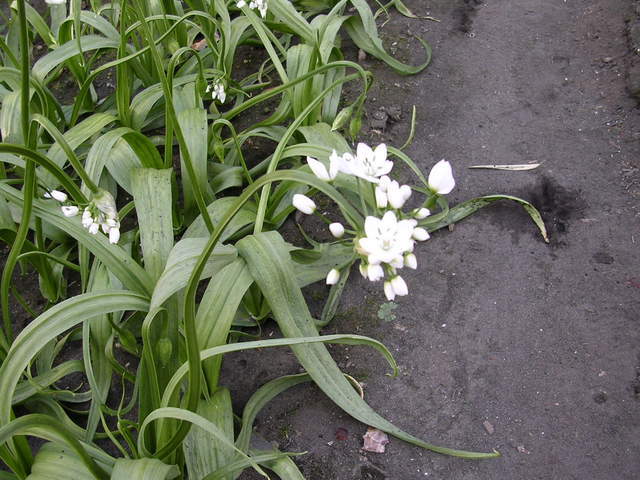 �H�����񁕃G�g�Z�g��