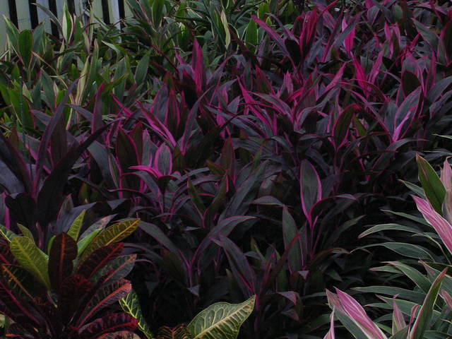 �H�����񁕃G�g�Z�g��