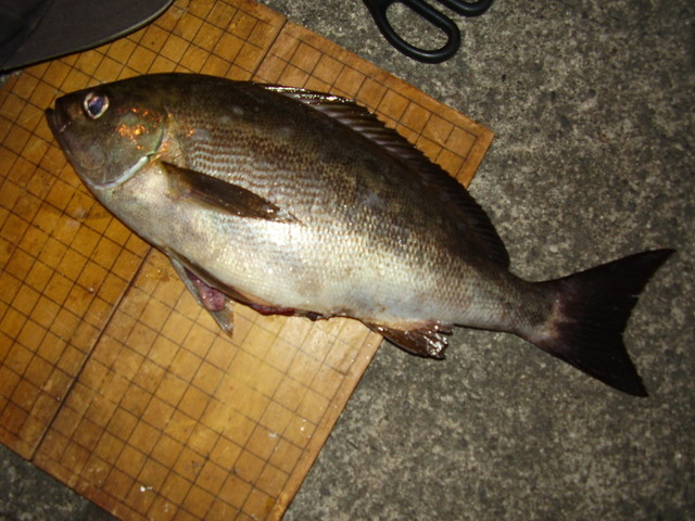 �H�����񁕃G�g�Z�g��