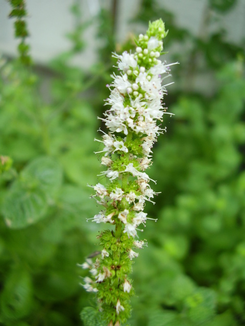 �H�����񁕃G�g�Z�g��