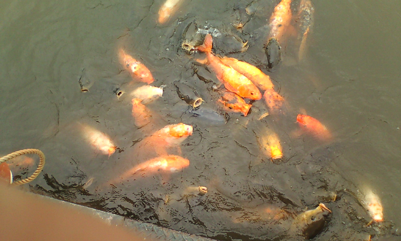 �H�����񁕃G�g�Z�g��