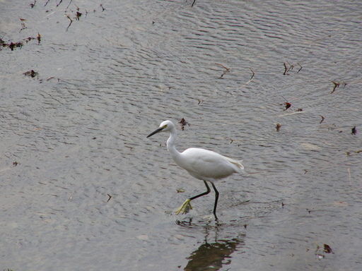 �H�����񁕃G�g�Z�g��