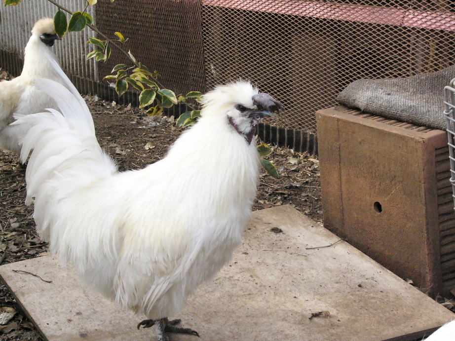 �H�����񁕃G�g�Z�g��