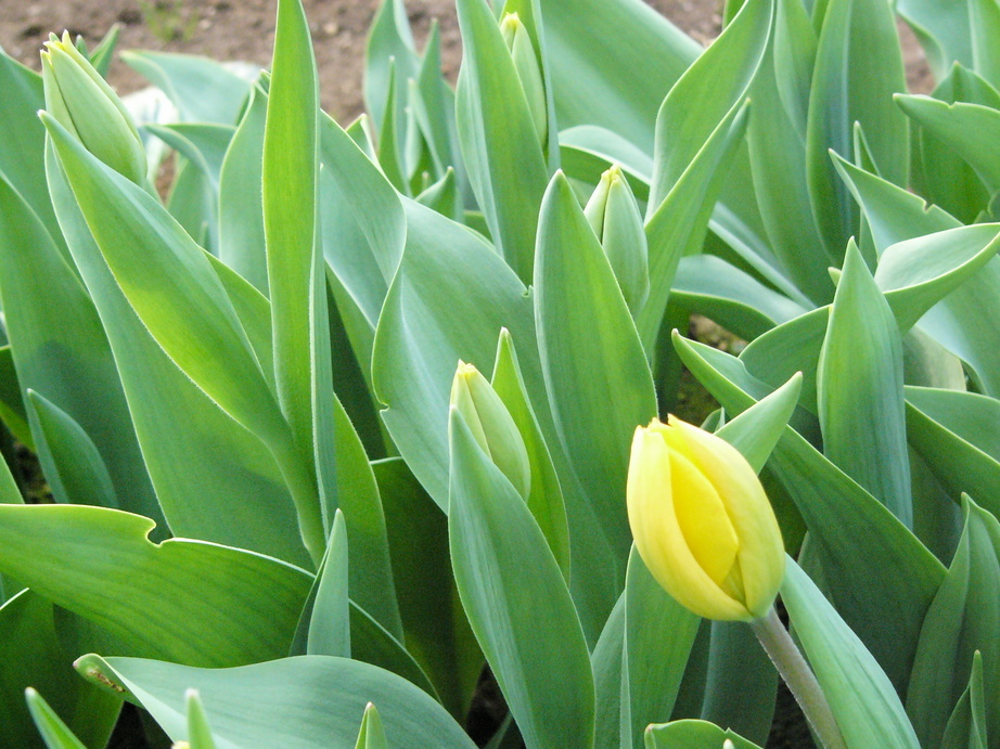 �H�����񁕃G�g�Z�g��