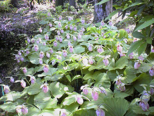 �H�����񁕃G�g�Z�g��