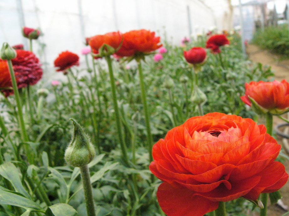 �H�����񁕃G�g�Z�g��