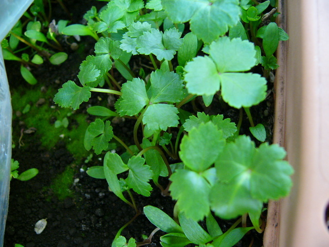 �H�����񁕃G�g�Z�g��