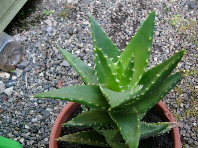 �H�����񁕃G�g�Z�g��