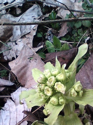 �H�����񁕃G�g�Z�g��