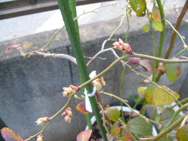 �H�����񁕃G�g�Z�g��