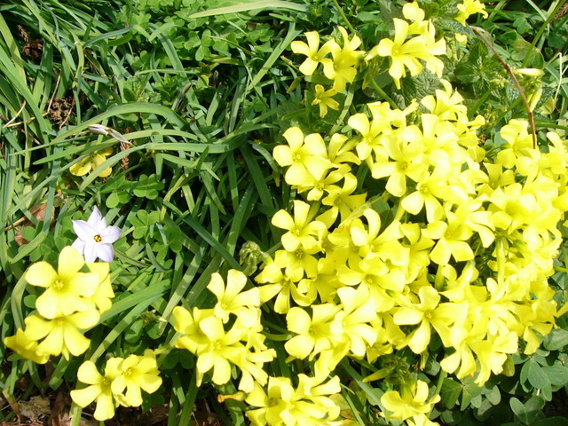 �H�����񁕃G�g�Z�g��