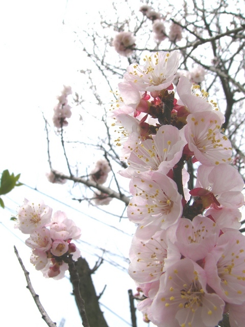 �H�����񁕃G�g�Z�g��