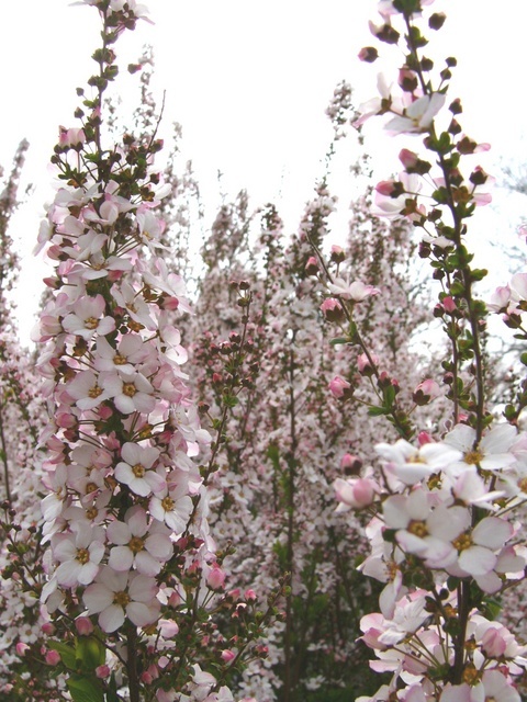 �H�����񁕃G�g�Z�g��