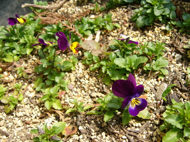 �H�����񁕃G�g�Z�g��