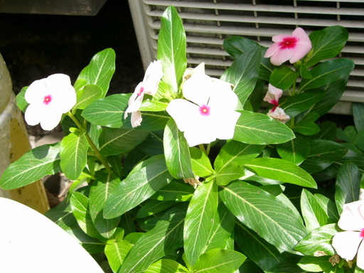 �H�����񁕃G�g�Z�g��