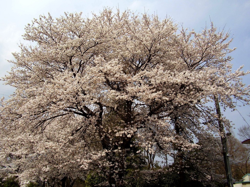 �H�����񁕃G�g�Z�g��