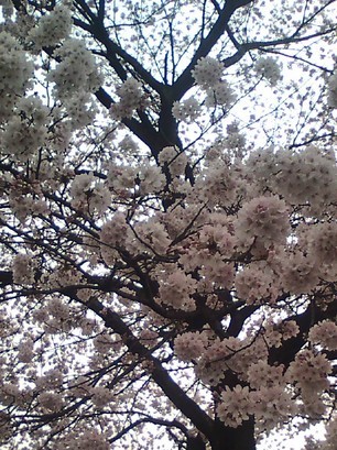 �H�����񁕃G�g�Z�g��