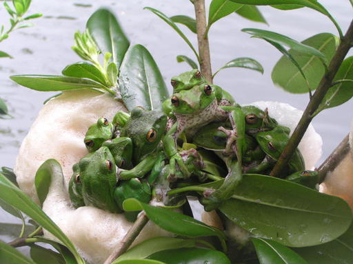 �H�����񁕃G�g�Z�g��