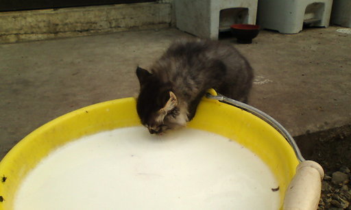 �H�����񁕃G�g�Z�g��