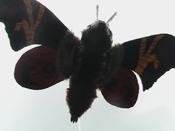 �S�W���𑢂�!�iBuild a Godzilla�j�M�j���[�����`�H�[