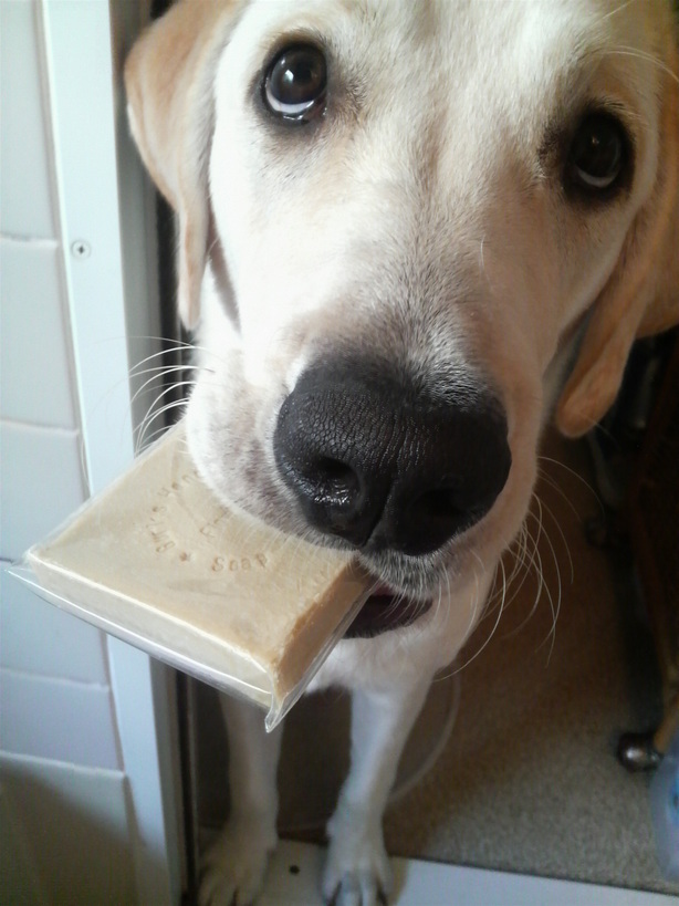 �o���������Ƃ�������I