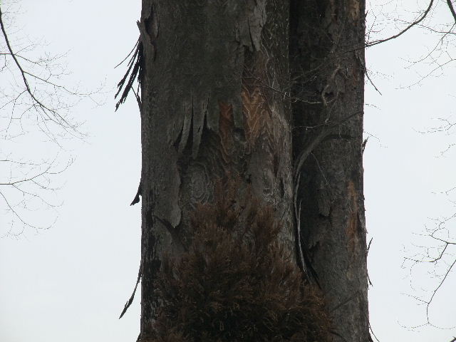 �̂��̂����Ђ�