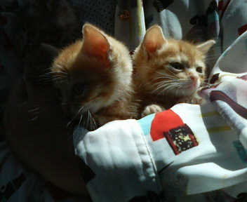 ����H�[��FUMI���̓��L