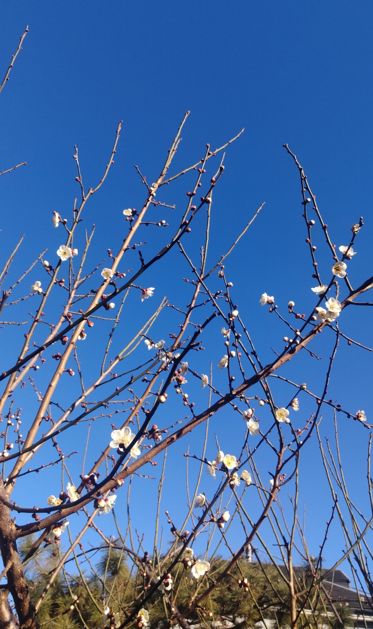 ���~�i�ق񂢂��ڂ��I�������@�������@�@�@�ق�킩�����j