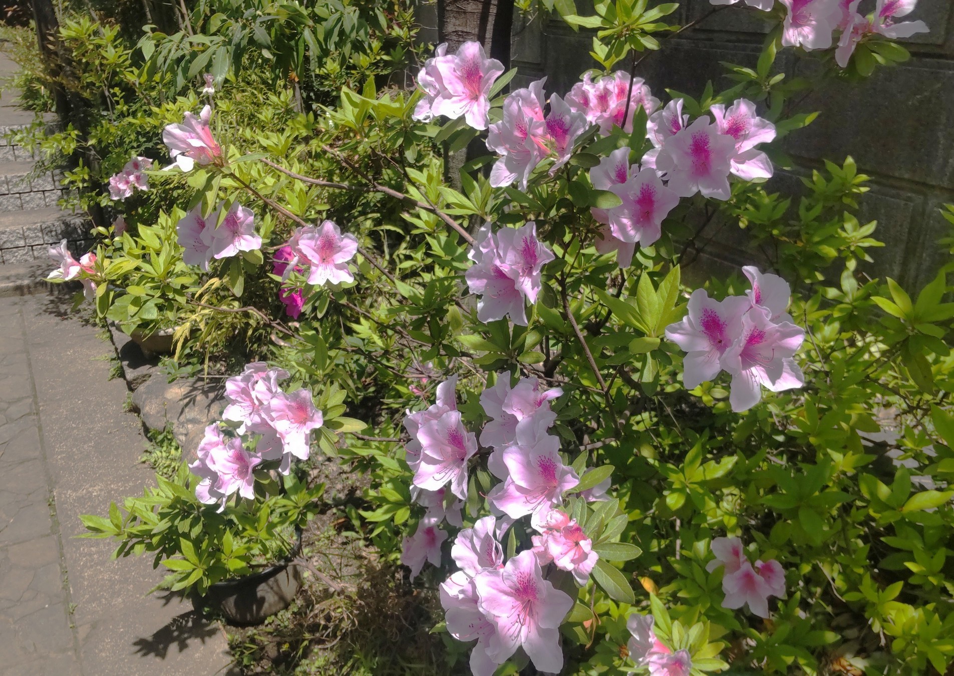 ���̉ԁi�ق񂢂��ڂ��I�������@�������@�@�@�ق�킩�����j